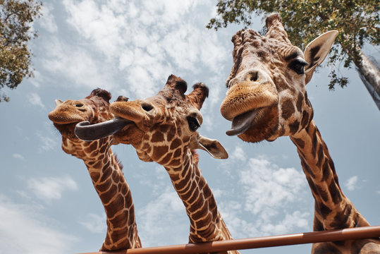 huge giraffes sticking out their tongues