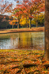 Autumn and foliage in the park