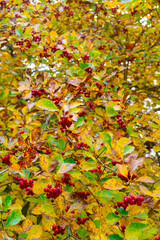 Red fruits of hawthorn. Yellow leaves. Autumn background.