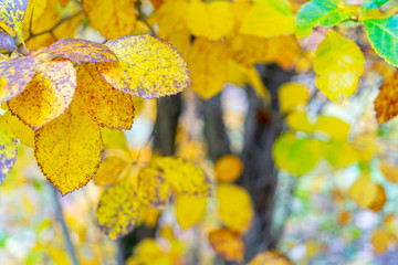 Yellow leaves of a tree. Autumn background.