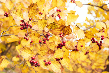 Red fruits of hawthorn. Yellow leaves. Autumn background.