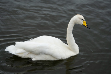 Swan on the lake in Reykjavik Iceland