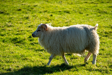 Sheep on the grass in Iceland on a sunny day