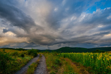 Storm clouds in the summer near sunflowers field