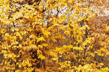 Yellow leaves of a tree. Autumn background.