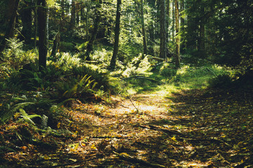Spectacular autumn forest colours and views of magical light and paths in the woods.  Bowen Island BC Canada.