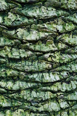tropical palm tree bark texture