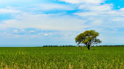 tree alone on the horizon on a large farmland of agriculture