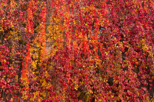 Creeping plant wild grape. Red and orange autumn leaves. Autumn background.