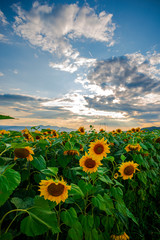 Sunflowers landscape