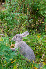 grey rabbit (Leporidae) in the green in the city of Reykjavik Iceland