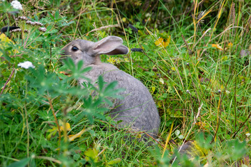grey rabbit (Leporidae) in the green in the city of Reykjavik Iceland