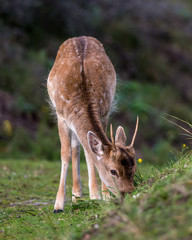 young deer in Dutch forest