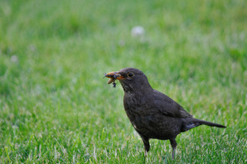 blackbird in the grass
