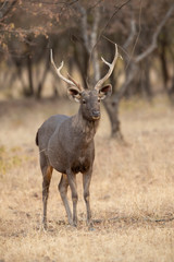 Sambhar Deer at Ranthambhore National Park,Rajasthan,India,Asia