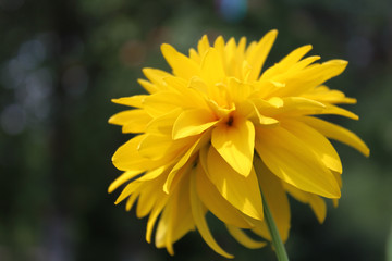 yellow flower