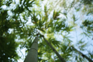 Fototapeta na wymiar Bamboo forest in the park (blurred image)