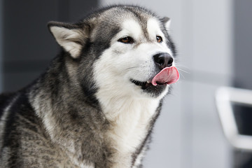 dog in the city, Alaskan Malamute