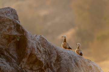 Rudy Shellduck pair  at Ranthambhore National Park,Rajasthan,India,Asia