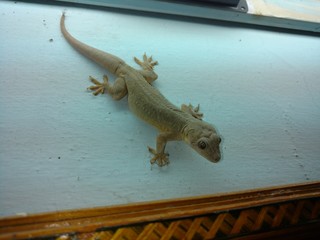 All About Reptiles... Reptile World
