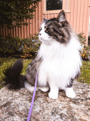 Obraz premium Norwegian forest cat looking curious