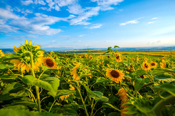 Obraz premium Sunflowers field