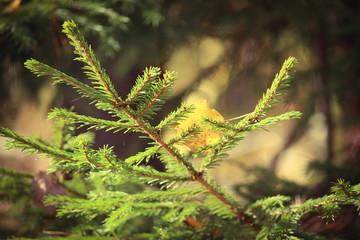 fern in forest
