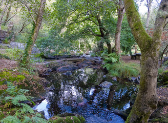 bosque otoñal