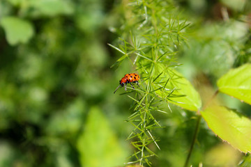 Coleottero rosso