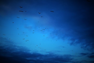  birds in the sky