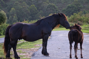 A horse and a stallion grazing on a hill in Cantabria, Spain