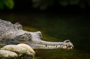 un gavial du Gange. Un  crocodile. Un alligator 