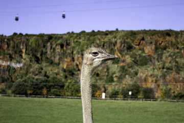 Wild ostrich