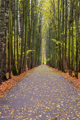 Autumn landscape. The forest path is covered with fallen foliage.