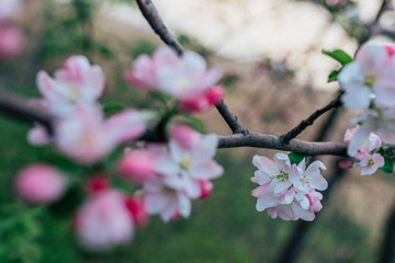Flowering apple tree