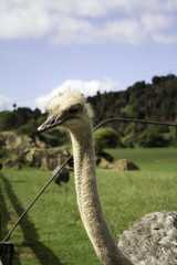 Wild ostrich