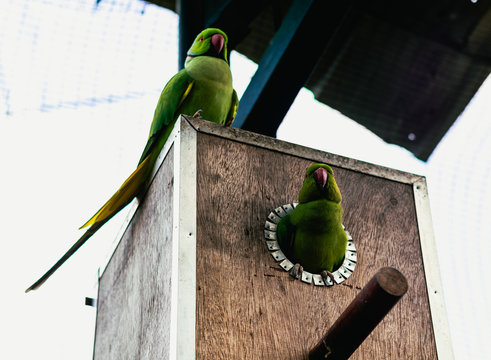 Pareja de cotorras verdes en su nido 