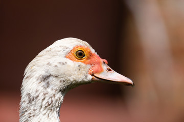 portrait of a white duck