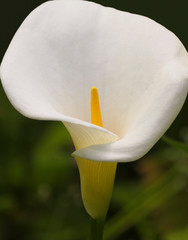 A Close Portrait of a White Calla Lily, Zantedeschia aethiopica