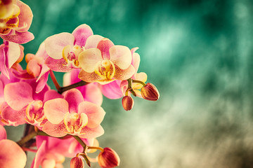 Orchidee, Orchideenblüten, Hintergrund beschreibbar