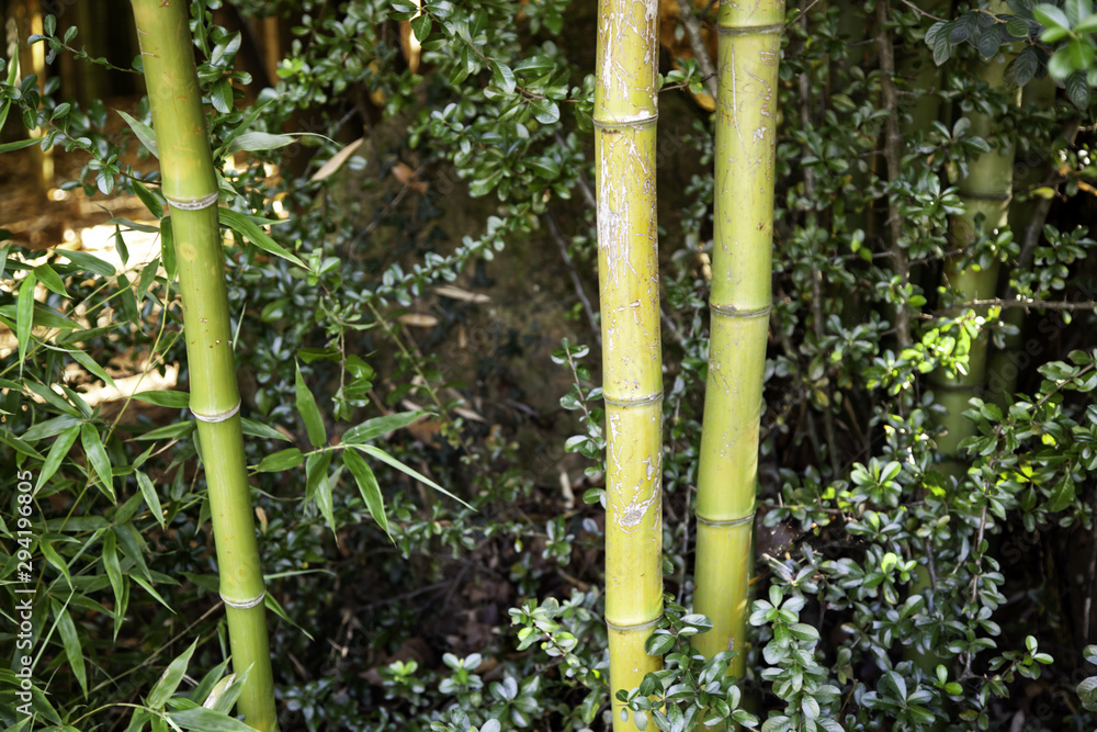 Wall mural bamboo jungle trunks