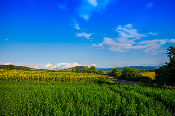 Obraz premium Sunflowers field