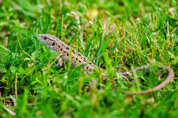 Obraz premium Female Lacerta Agilis Sand Lizard Reptile Animal Macro Close-up Portrait in Grass