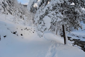 snow covered trees
