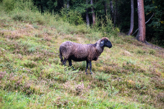 Bergschaf