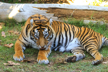 Sumatran tiger with a tree in background
