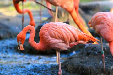 Flock of Pink Caribbean flamingos