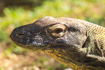 Close-up of a komodo dragon