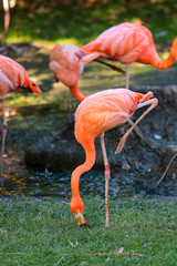 Flock of Pink Caribbean flamingos