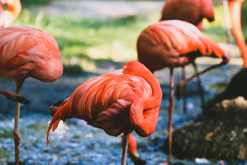 Flock of Pink Caribbean flamingos